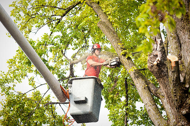 Tree and Shrub Care in Whitehall, MI