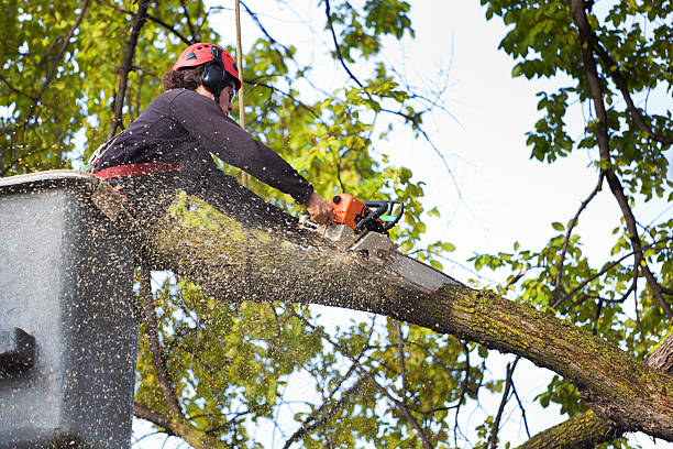 Best Storm Damage Tree Cleanup  in Whitehall, MI